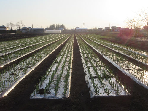 Soramite Garlic Olive Oil