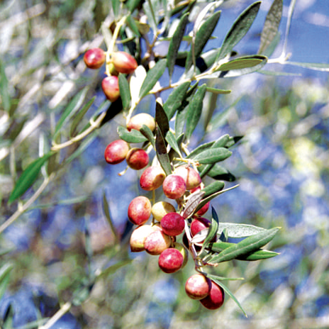 Soramitu EX Olive Oil 4g x 250 pieces