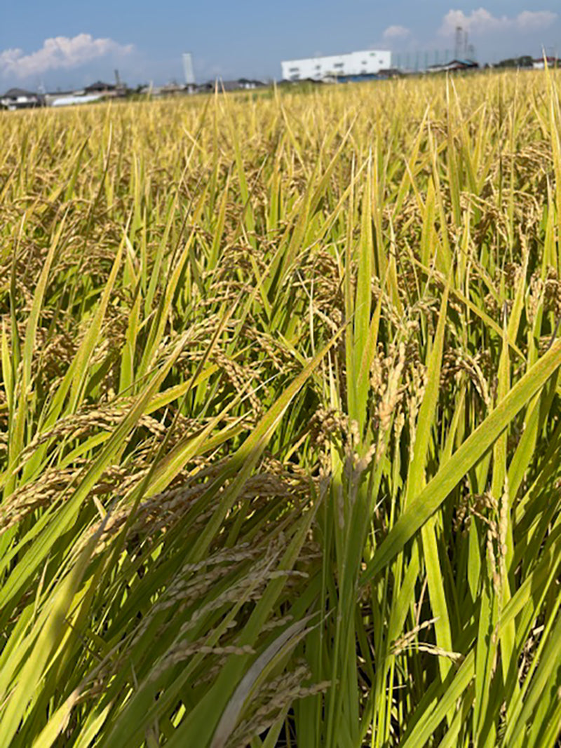 Soramitsu EX Mountain Oliver