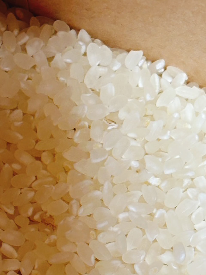 Soramitsu EX Mountain Oliver