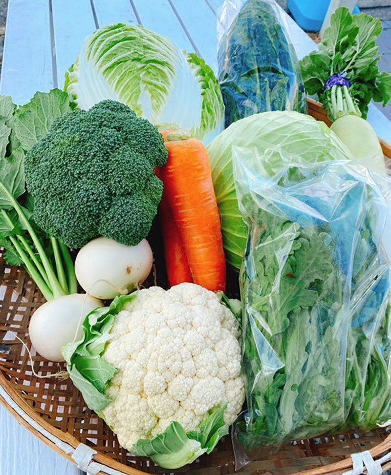 Soramitsu EX Mountain Oliver